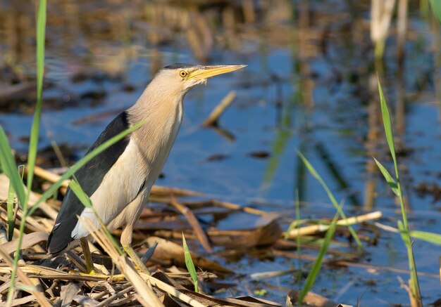 Blongios nain Ixobrychus minutus un oiseau attrape une proie dans les roseaux au bord de la rivière