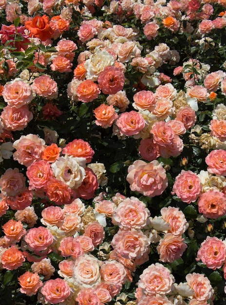 Blooming belles roses colorées comme fond floral