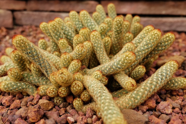 Blooming cactus plants in desert park