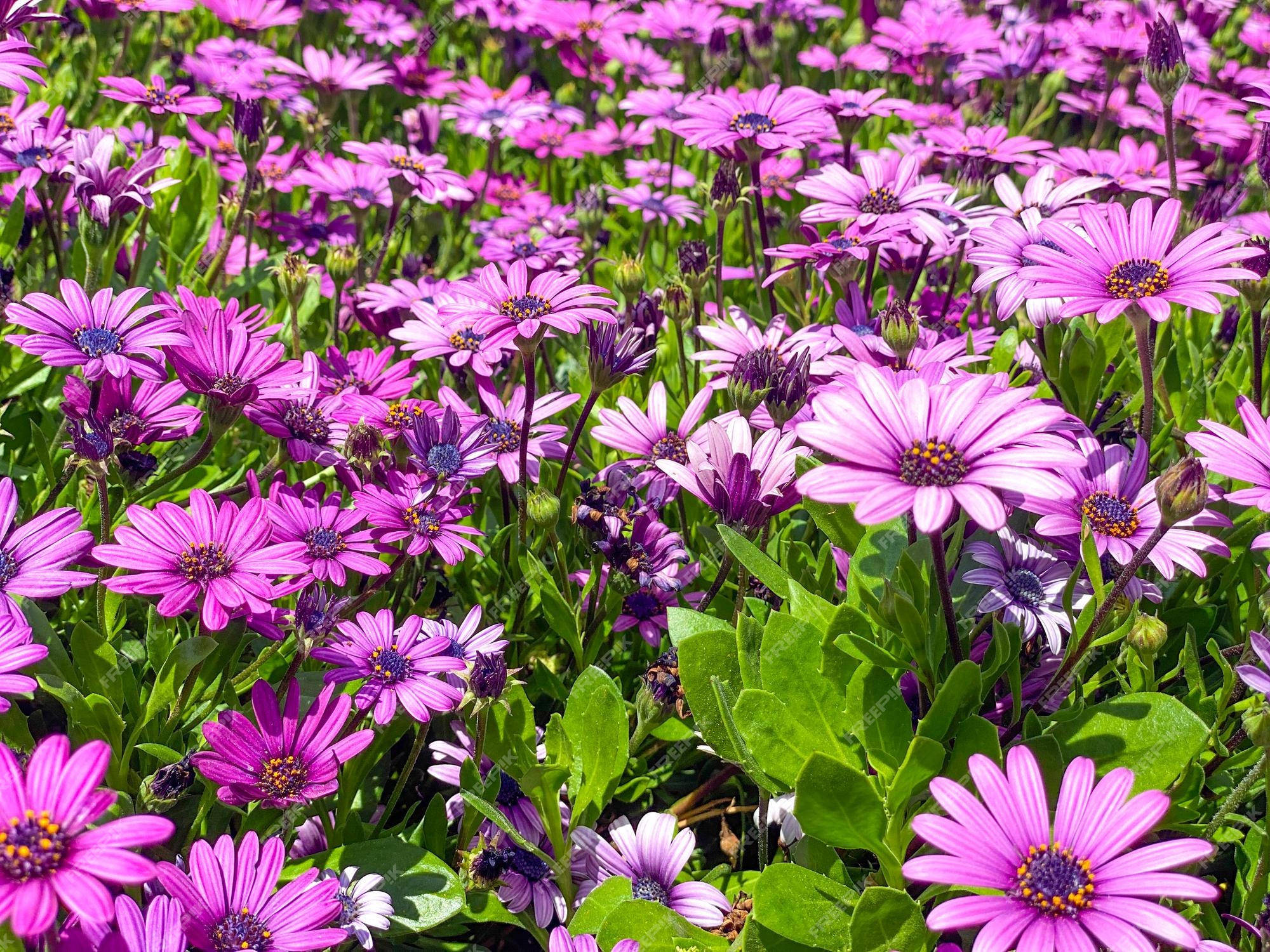 Blooming Cape Marguerite Marguerite Africaine Fleurs Violettes Sur Fond  Vert Marguerite Blanche Et Violette | Photo Premium