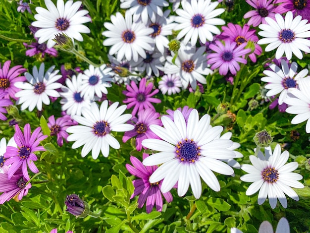 Blooming Cape Marguerite Marguerite africaine fleurs violettes sur fond vert Marguerite blanche et violette