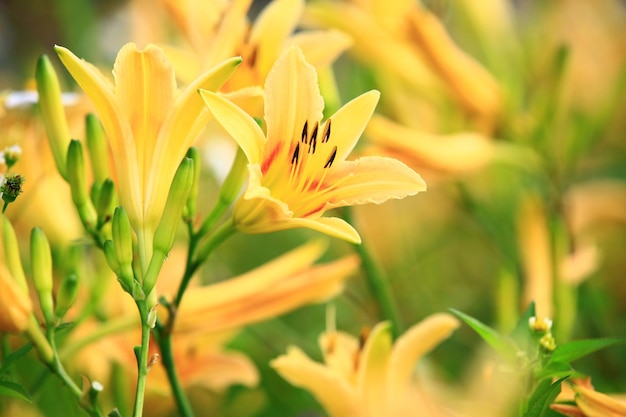 Blooming DaylilyHemerocallis fulva fleurs et bourgeonscloseup de fleurs d'hémérocalle jaune