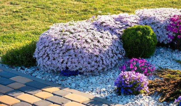 Blooming Groundcover Améliorer la conception du paysage avec Phlox