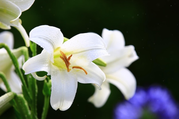 Blooming Longflower LilyEaster LilyWhite Trumpet Lily fleurs avec des gouttes de pluie