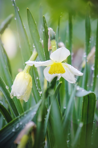 Blooming Narcissus mise au point sélective. la faune et la flore.