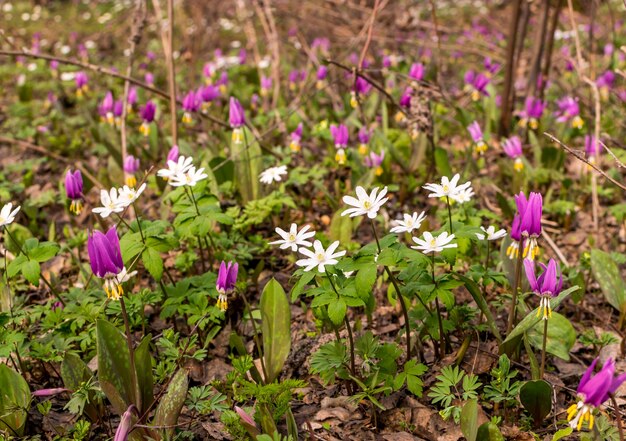 Blooming Nemorosa ou Thimbleweeds. Fleurs de printemps dans la lumière du soleil Anemone Nemorosa