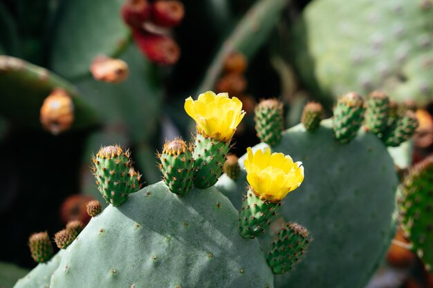 Photo blooming opuntia close up photo de cactus avec des fleurs