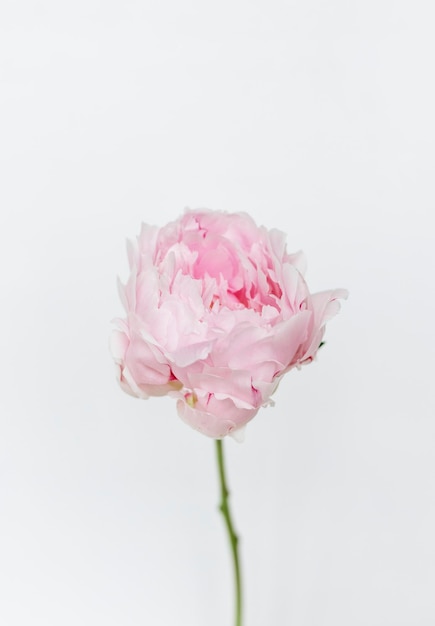 Blooming pivoine sarah bernhardt sur un mur blanc