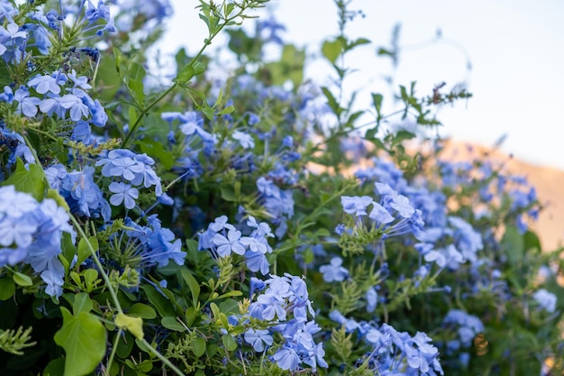 Blooming plumbago auriculata ou Cape leadwort plante fond de ciel bleu