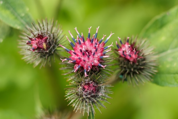 Blooming repeake sur un fond vert flou