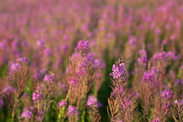 Blooming Sally champ de fleurs de fleurs de lilas.