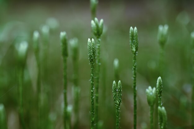 Blooming stagshorn clubmoss Lycopodium clavatum poussant dans le fond naturel botanique de la forêt de printemps vert