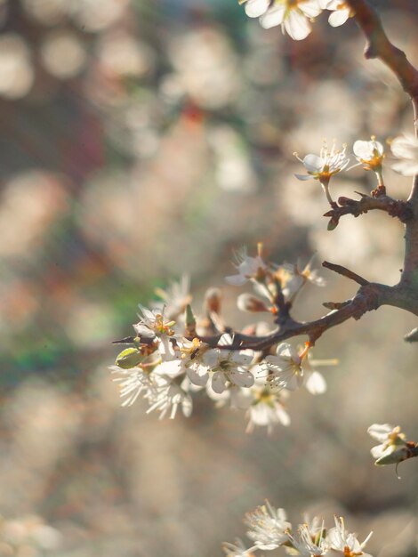 Blooming thorn Bush prunellier Prunus spinosa dans le chaud soleil de printemps en Grèce