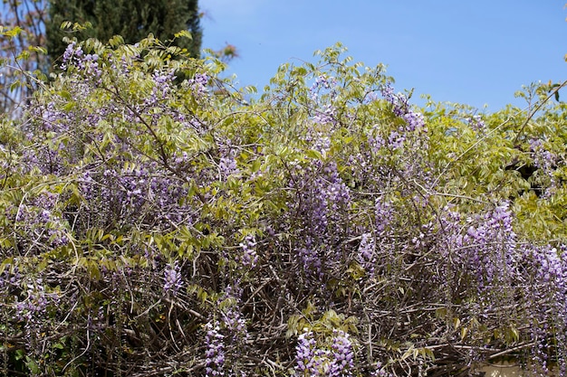 Blooming violet Wisteria sinensis bel arbre prolifique avec des fleurs violettes classiques parfumées à han