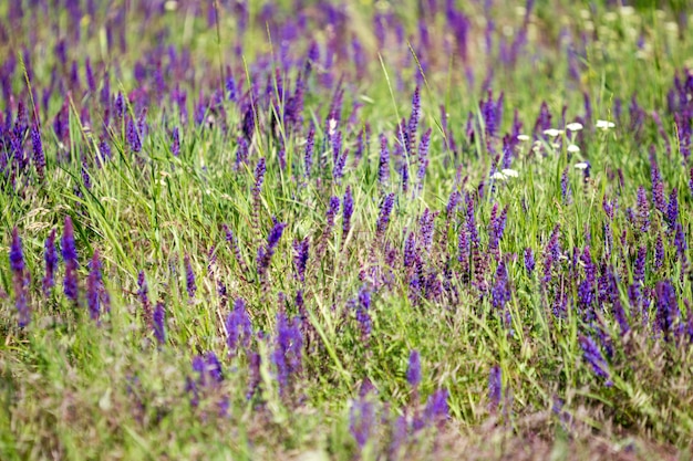 Blooming wild flower - fleur de prairie. Beau champ avec arrière-plan flou