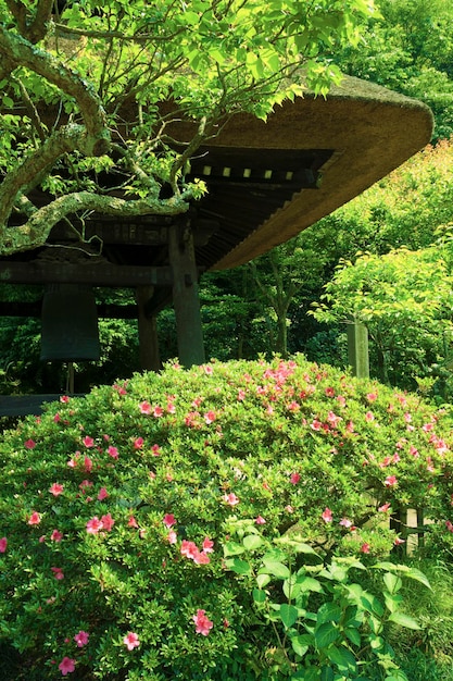 Blossom azalée buisson devant et fragment de toit de paille dans le jardin zen japonais d'ici l'été