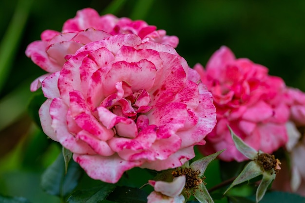 Blossom garden rose fleur avec pétales roses macro photographie sur une journée d'été ensoleillée