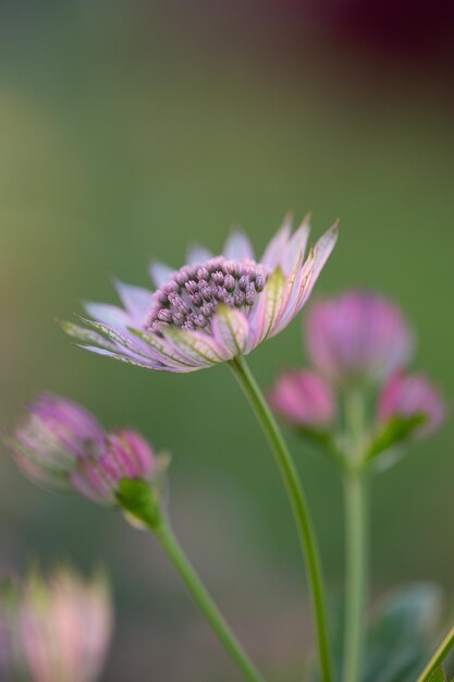 Blossom lilas astrantia fleur sur fond vert photo gros plan en été