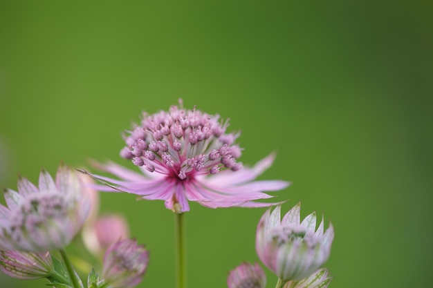 Blossom lilas astrantia fleur sur fond vert photo gros plan en été