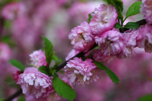 Blossom Sakura fleurs roses bouchent