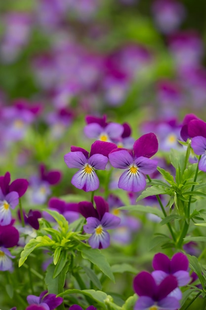 Blossom violet pansy fleurs sur fond vert macro photographie Wildflower avec pétales violets