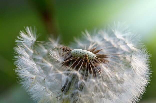 Blowball dans la prairie ensoleillée de printemps.