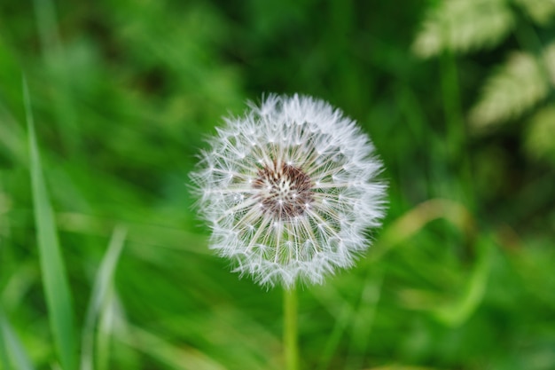 Blowball de fleur de pissenlit blanc.