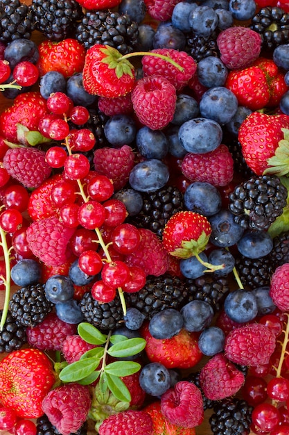 Bluberry, framboise, mûre et groseille rouge