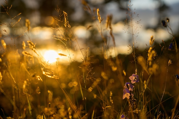 Blue Bell Fleurs au soleil. Beau champ de prairie avec des fleurs sauvages se bouchent.