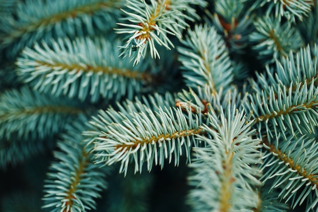 Blue Fir Tree Branches Close-up