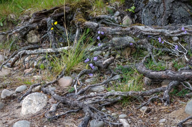 Blue Harebell floraison sur le rivage du Loch Insh