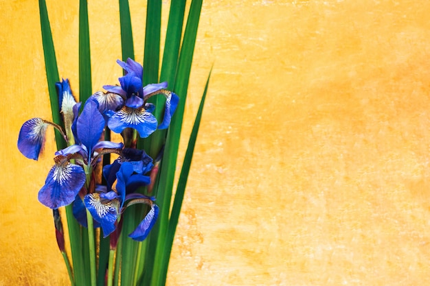 Blue Iris xiphium sur or