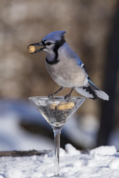 Blue Jay Bond ici avec mon verre de martini