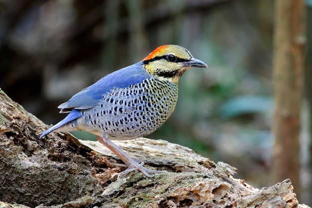 Blue Pitta Hydrornis cyaneus Beaux oiseaux mâles de Thaïlande