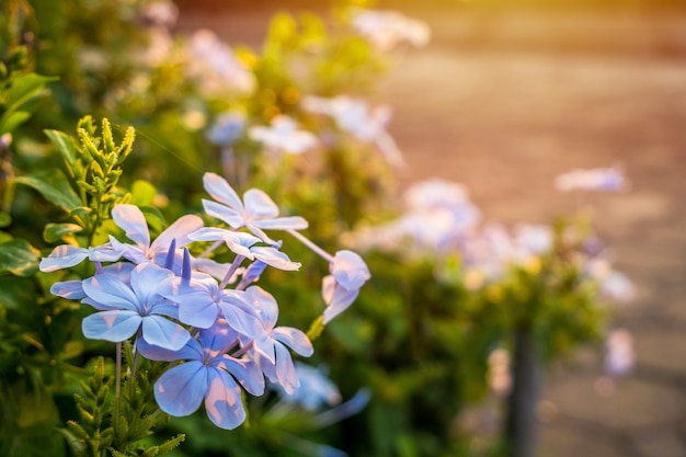 Blue Plumbago dans le lever du soleil du matin