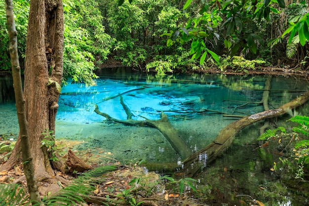 Photo blue pool printemps limpide turquoise au milieu de la forêt krabi thaïlande