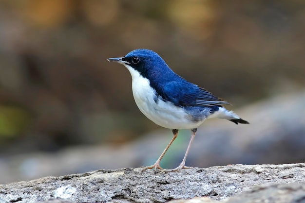 Blue Robin Sibérien Luscinia cyane Beaux Oiseaux Mâles de Thaïlande