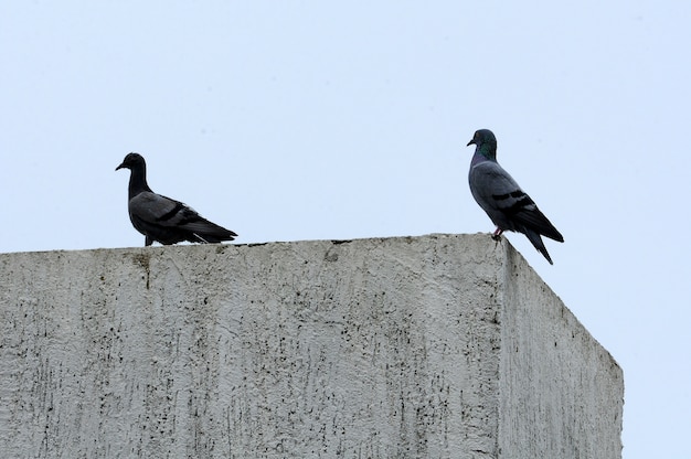 Photo blue sky and pigeons