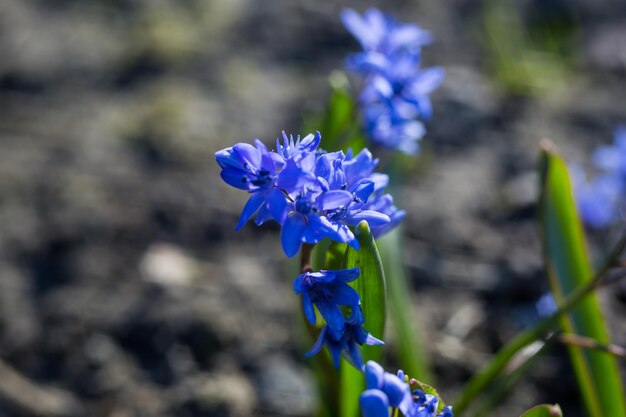 Blue squills fleurs de printemps violet fond Jacinthe des bois sauvage au printemps