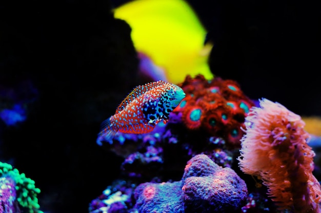 Blue Star Leopard Wrasse - (Macropharyngodon bipartitus)