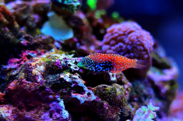 Blue Star Leopard Wrasse - (Macropharyngodon bipartitus)