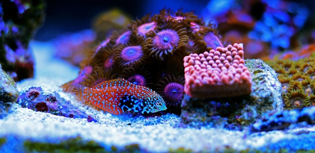 Blue Star Leopard Wrasse - (Macropharyngodon bipartitus)