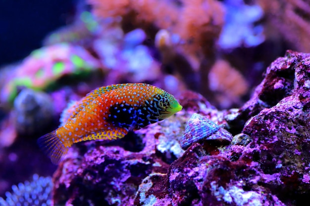 Blue Star Leopard Wrasse - Macropharyngodon bipartitus