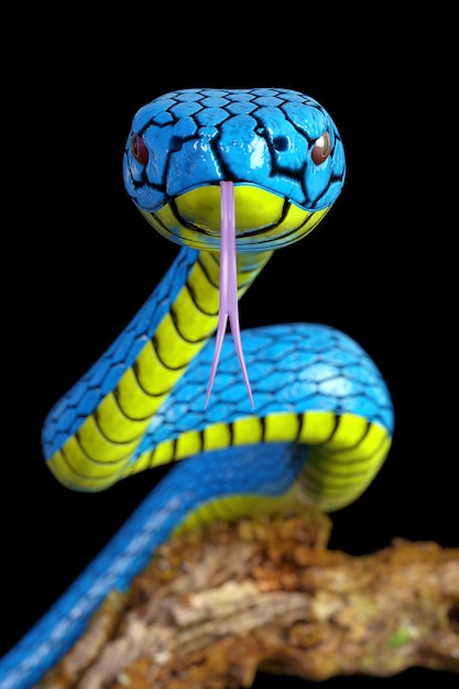 Blue Viper Trimeresurus Insularis Snake gros plan extrême sur fond noir. Rendu 3D