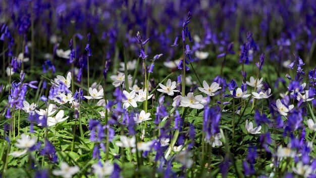 Bluebells illuminant le paysage du Sussex