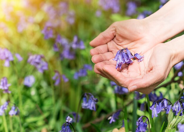 Bluebells pourpre dans les paumes contre bluebell meadow