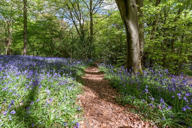 Bluebells à Staffhurst Woods près de Oxted Surrey