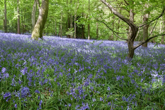 Bluebells à Staffhurst Woods près de Oxted Surrey