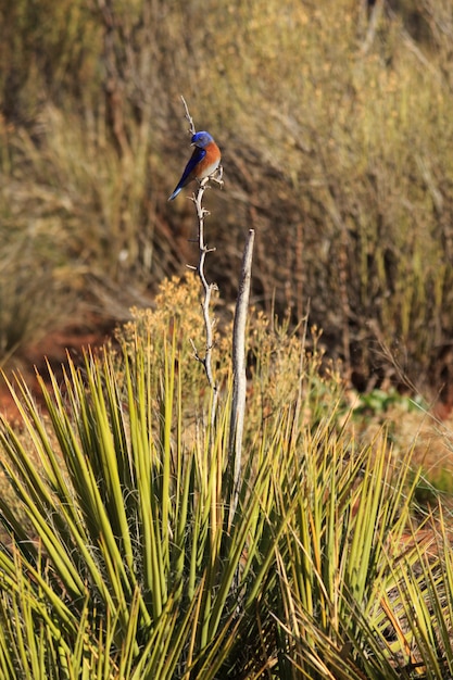 Bluebird de l'Ouest sur Yucca Plant Vertical