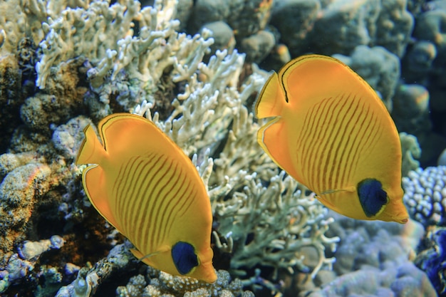 Bluecheek poisson-papillon chaetodon semilarvatus nager sur un récif de corail